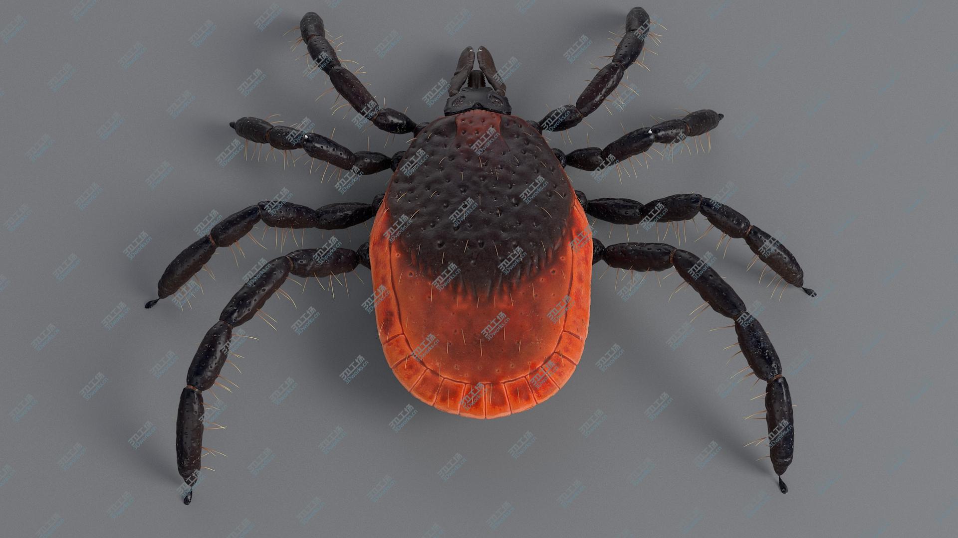 images/goods_img/2021040233/Realistic Tick model/5.jpg